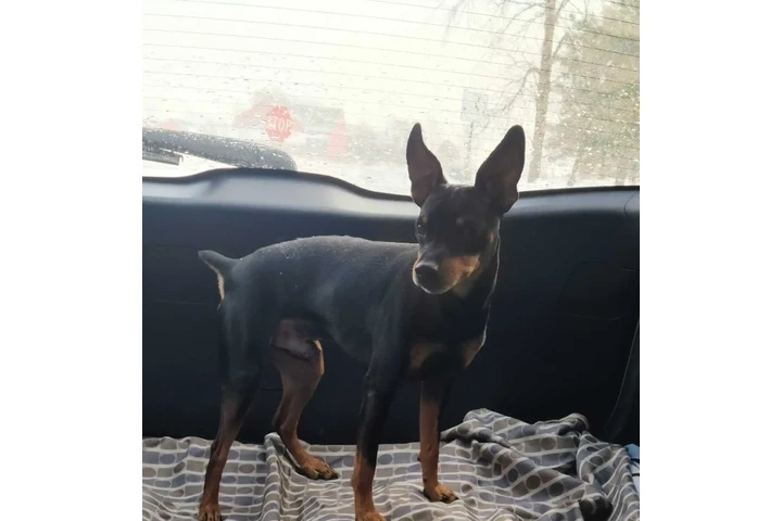 $1950 : Miniature Pinscher (min.pin) image 2