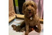 $800 : holly goldendoodle pups thumbnail
