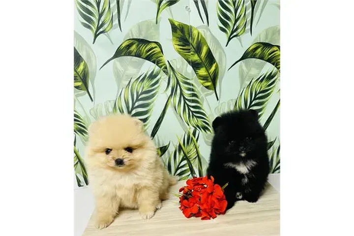 $350 : Pomerania en venta image 3