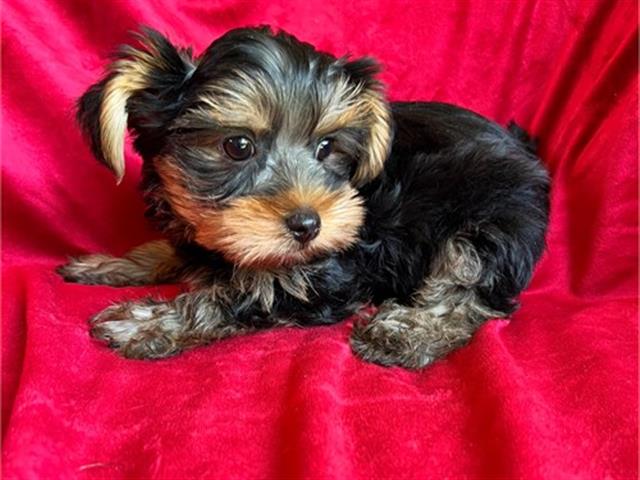 $350 : Yorkies en venta image 1