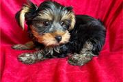 Yorkies en venta