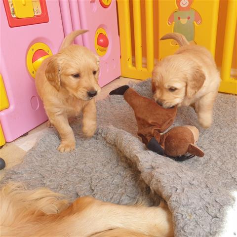 $500 : Golden Retriever puppies- Male image 2