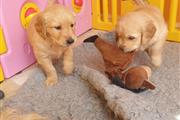 $500 : Golden Retriever puppies- Male thumbnail