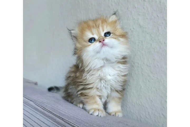 $240 : Preciosos gatitos Persian image 1