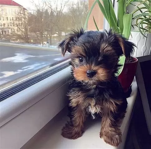 Increíble yorkshire terrier image 1