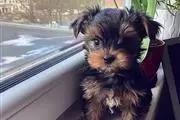 Increíble yorkshire terrier en Los Angeles