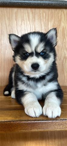 $400 : Siberian Husky Puppies image 1