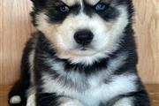 Siberian Husky Puppies en Los Angeles