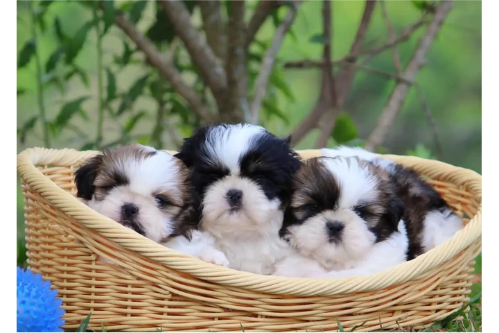 $350 : Cachorros de Shih Tzu image 2