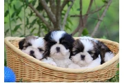 $350 : Cachorros de Shih Tzu thumbnail