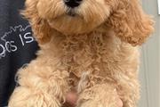 Cockapoo Puppy For Adoption en Los Angeles