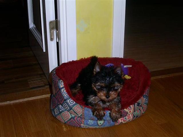 $100 : puppies yorkie male and female image 1