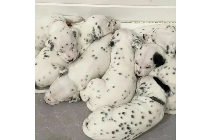 $963 : Dalmatian Puppies 8032846348 image 2