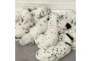 $963 : Dalmatian Puppies 8032846348 thumbnail
