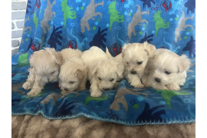 $500 : Maltipoo image 4