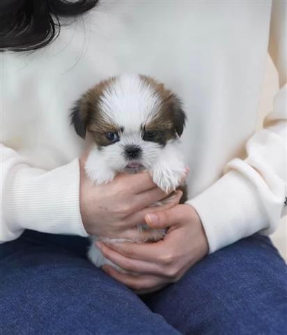 $350 : Maltipoo puppy for adoption image 3