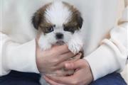 $350 : Maltipoo puppy for adoption thumbnail