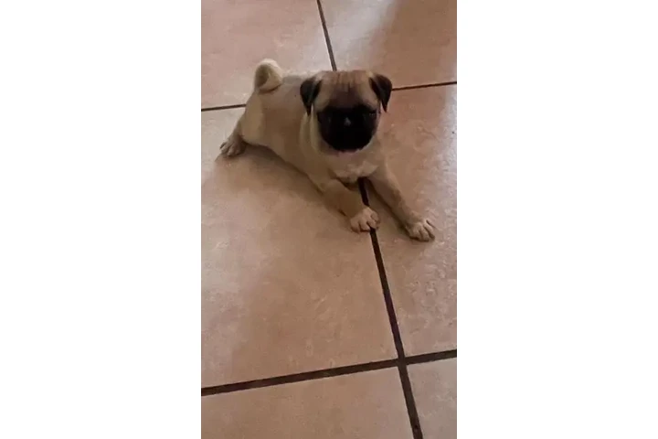 $350 : PERRITa  PUG image 2