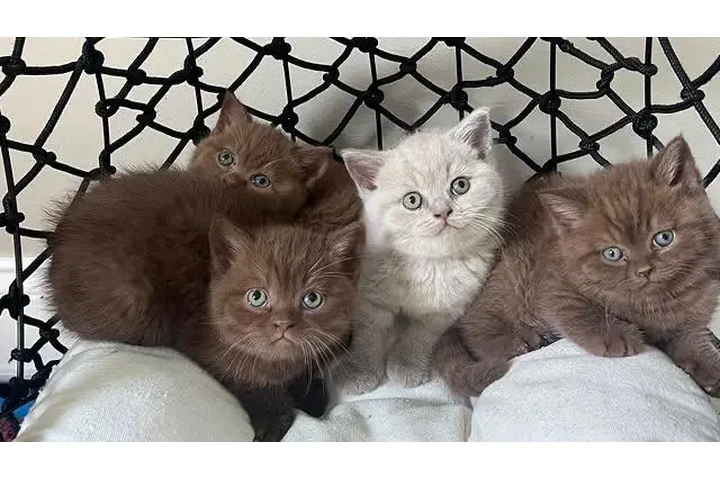 $310 : British Shorthair en venta image 1