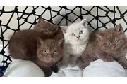 British Shorthair en venta en Washington DC