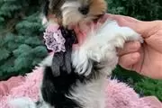 Cachorros yorkie cerca de mí en Matamoros