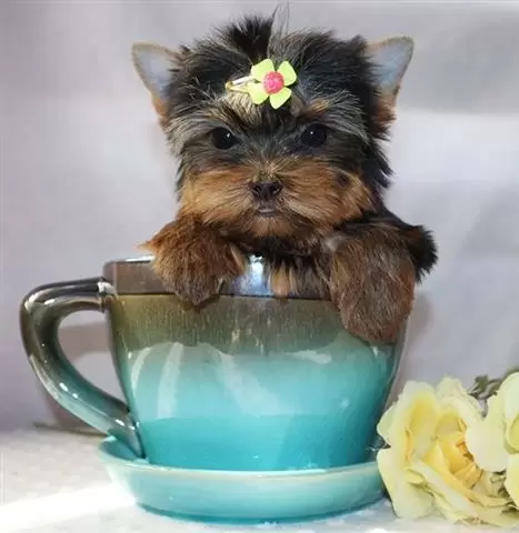 $500 : Yorkies para niños y niñas image 1