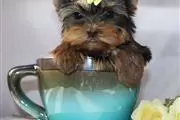 Yorkies para niños y niñas en Portland