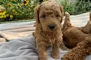 Cachorros Goldendoodle para la en San Francisco Bay Area