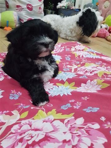 Havanese Puppies for sell image 1