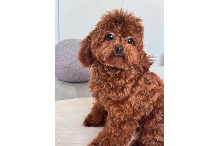 $350 : Lovely Maltipoo Puppies image 2
