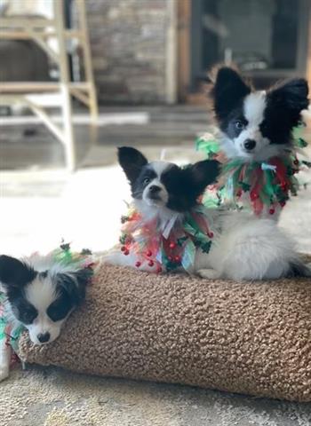 $375 : Papillon puppies for sale image 2
