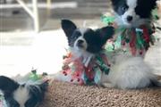 $375 : Papillon puppies for sale thumbnail