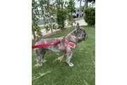 French Bulldog 2 años en Los Angeles