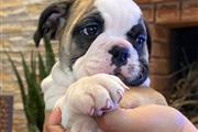 Cachorrito Bulldog Inglés en El Paso