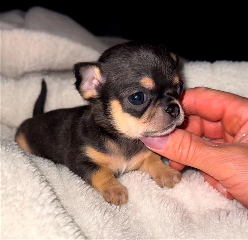 $250 : Chihuahua puppies for sale image 3