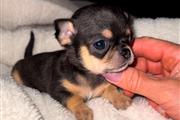 $250 : Chihuahua puppies for sale thumbnail