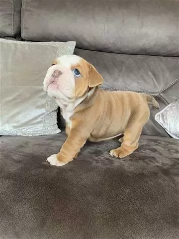 $700 : cachorros de bulldog inglés image 1