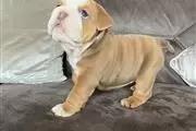 cachorros de bulldog inglés en Plano