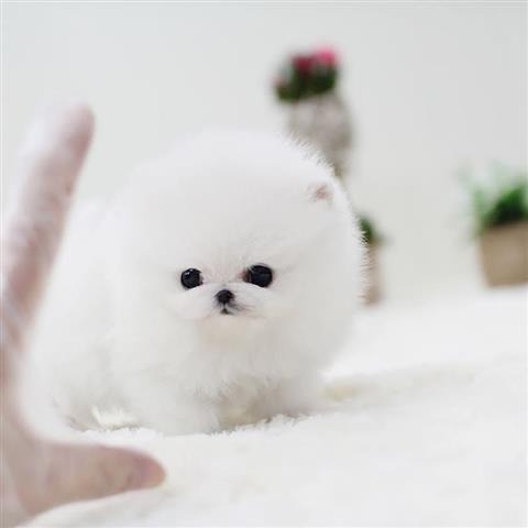 $250 : Teacup Pomeranian puppies image 1