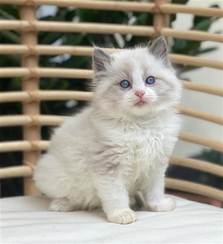 $450 : Gatitas Ragdoll hembras image 2