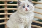 $450 : Gatitas Ragdoll hembras thumbnail