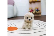taza de té maltipoo cachorros en Los Angeles