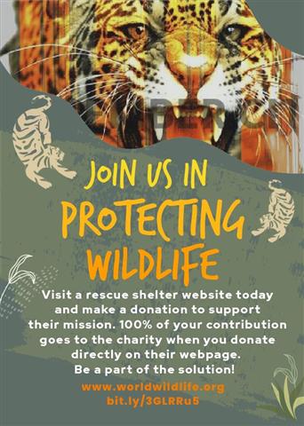 Join Us in Protecting Wildlife image 1