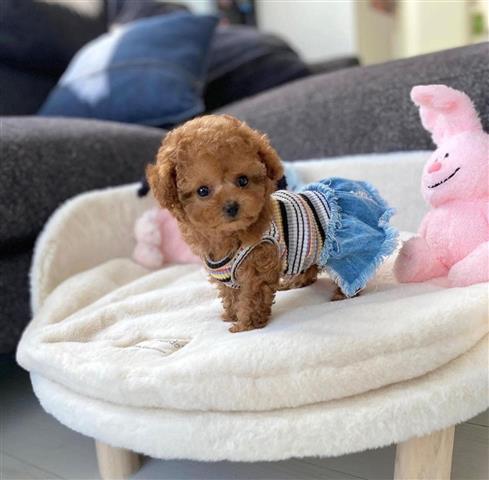 $400 : Amazing poodle puppies image 3