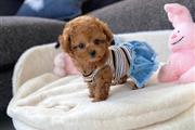 $400 : Amazing poodle puppies thumbnail