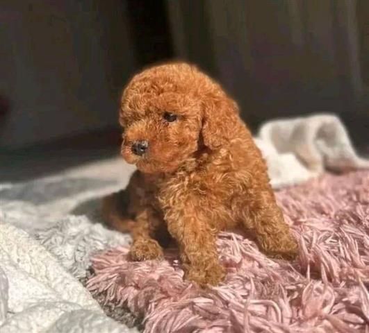 $500 : Toy poodles puppies for sale image 1