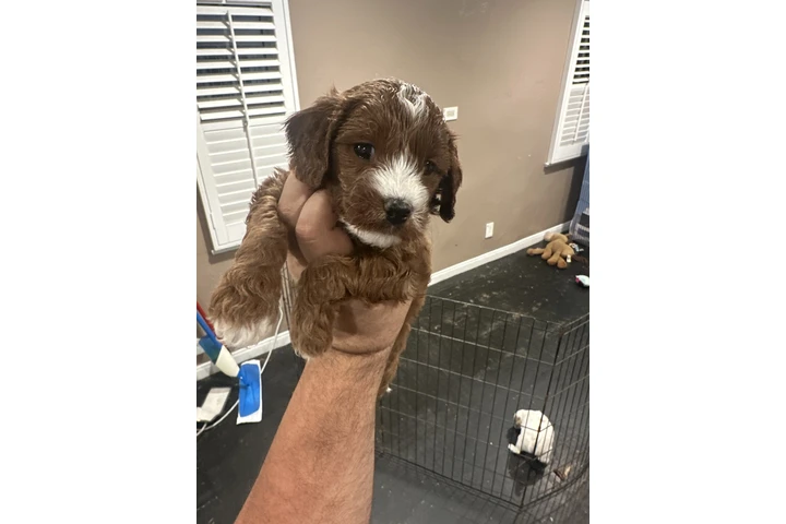 $1800 : Mini Goldendoodle F1b image 2