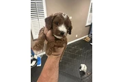 $1800 : Mini Goldendoodle F1b thumbnail