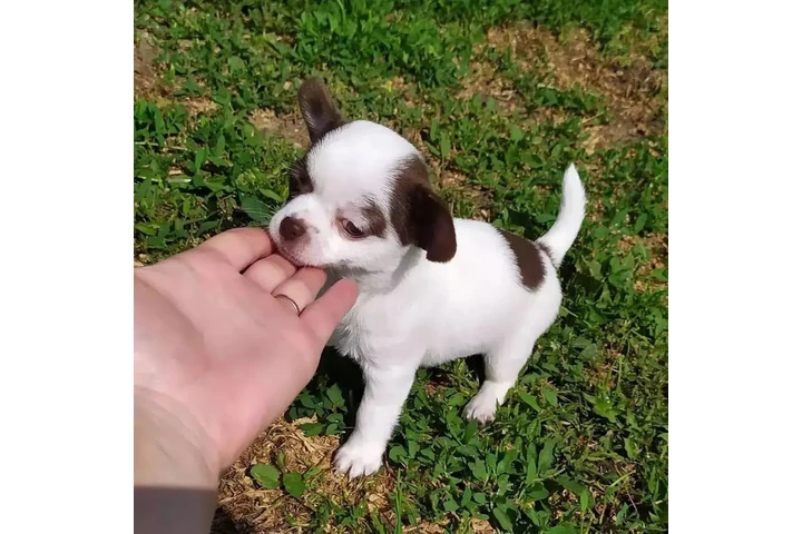 $290 : Chihuahua, Macho AKC image 2