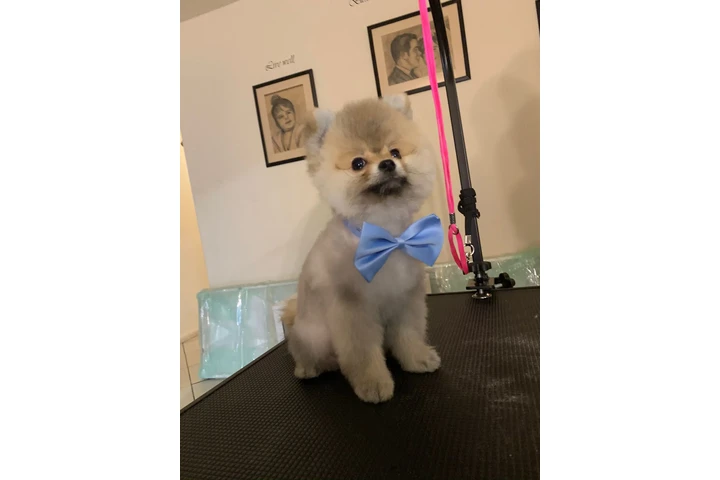 Dog Grooming a Domicilio image 3